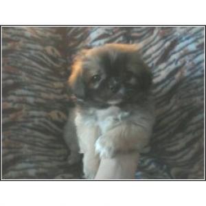 BeautifulPekingesepuppiesforSale